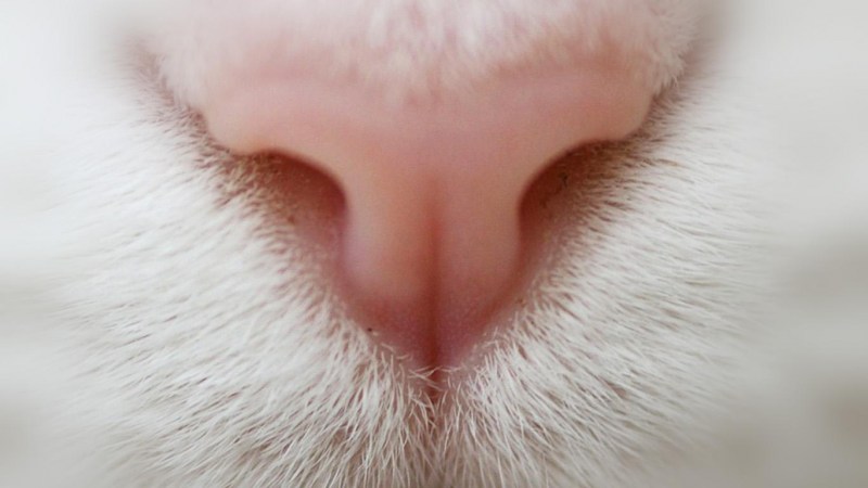 Кошачьи губки