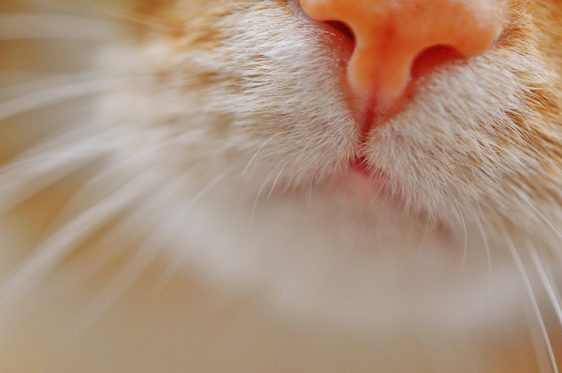 Нос кота