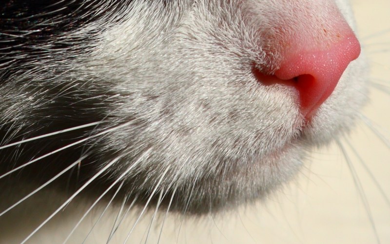 Background many Cats noses