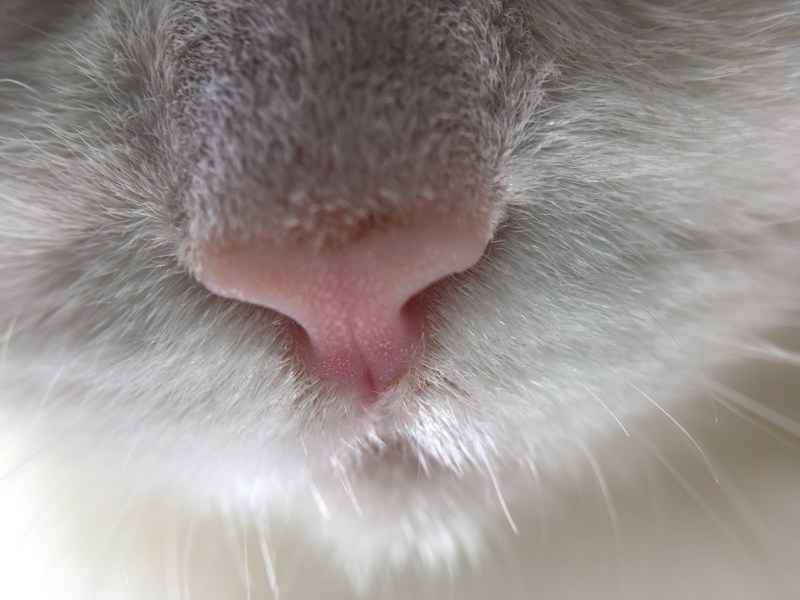 Нос кота