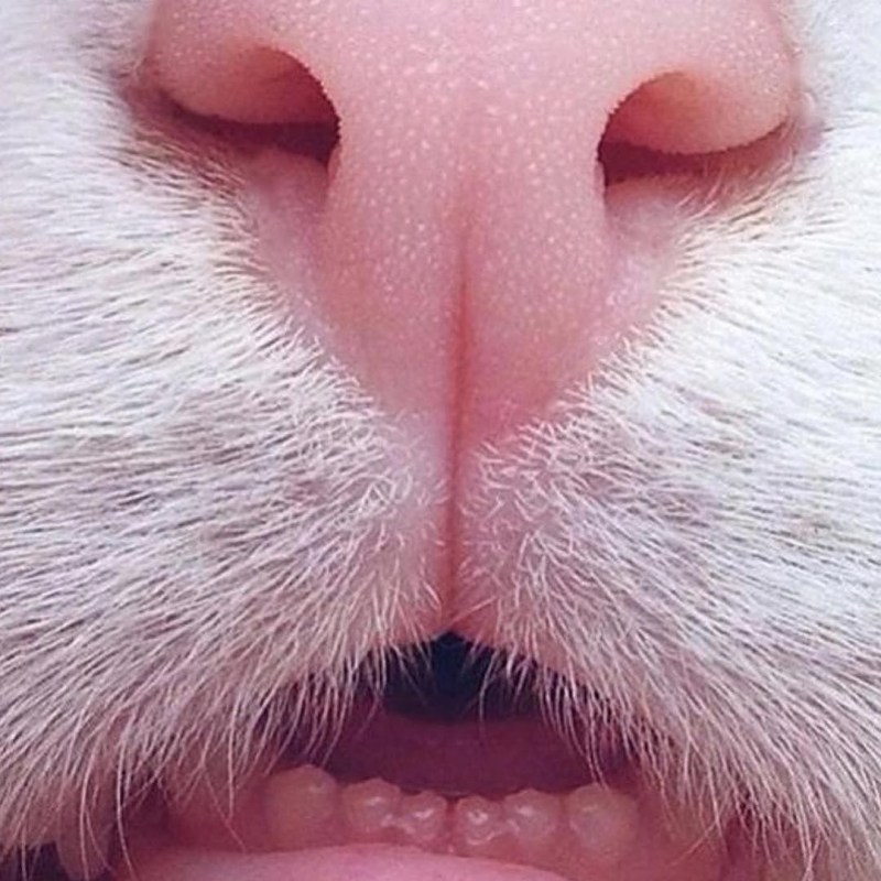 Кошачий носик