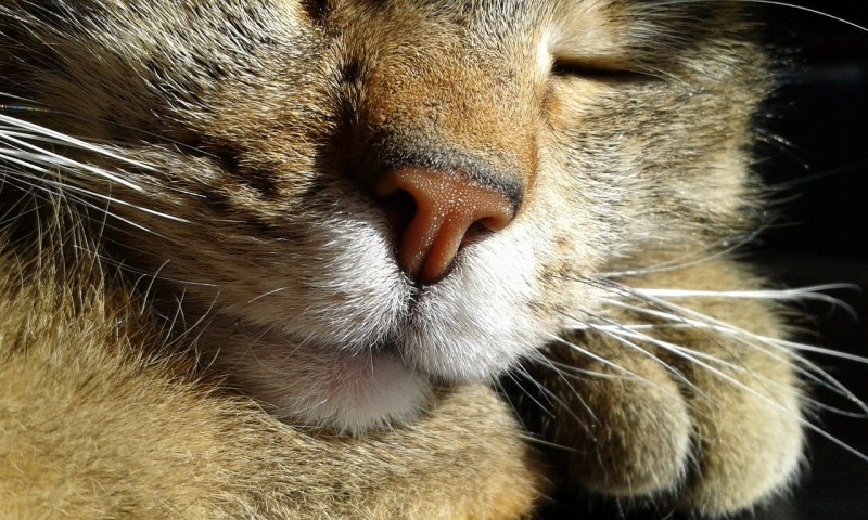 Кошачий нос фото