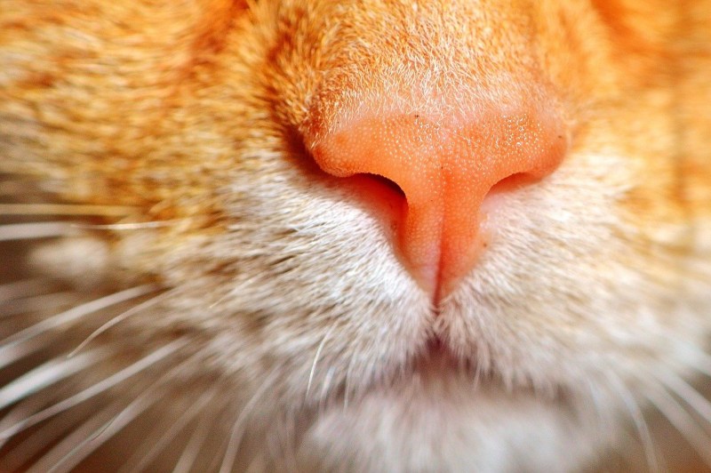 Нос кота