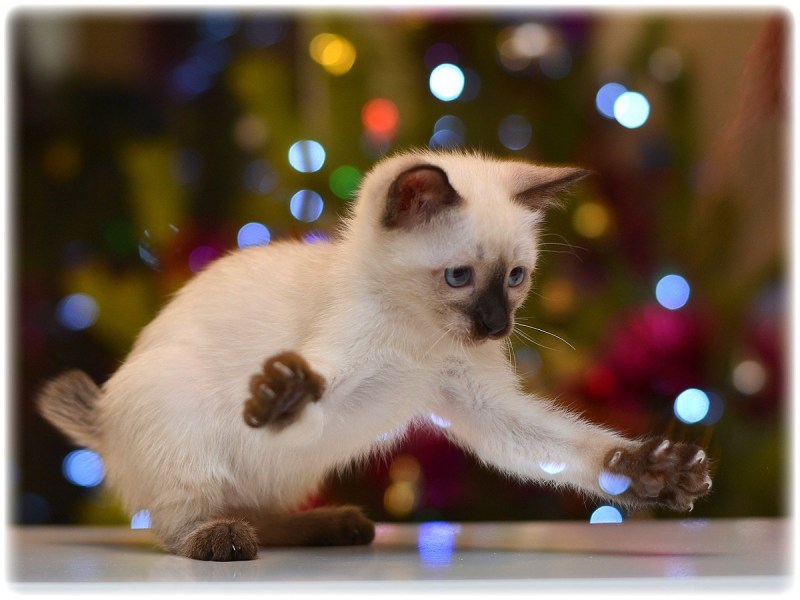 Скиф котенок