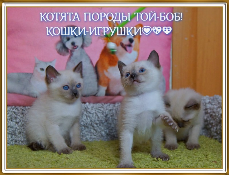 Той Боб самая маленькая кошка
