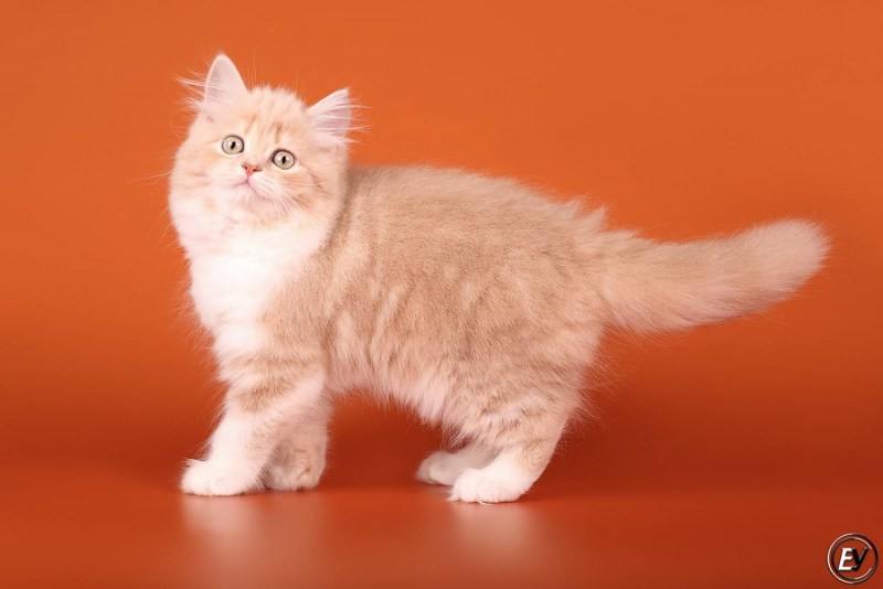 Шотландская кошка прямоухая серая