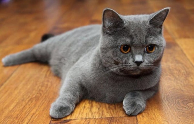 Шотландская скоттиш страйт шиншилла