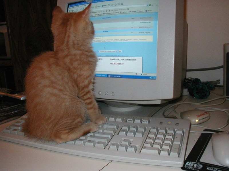 Котенок за компьютером