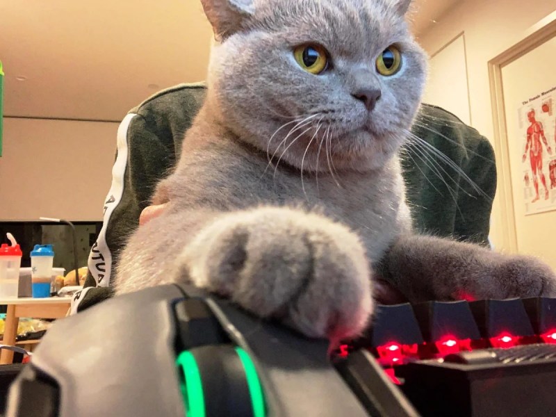 Кошачий компьютер