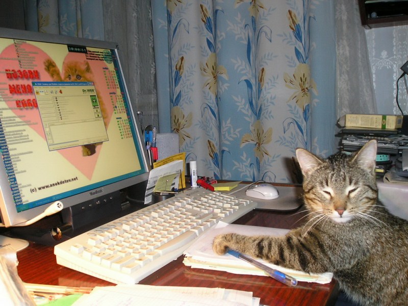 Кот и комп