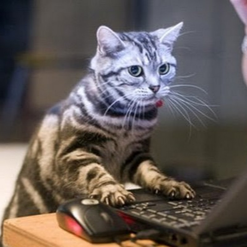 Коты Игроманы