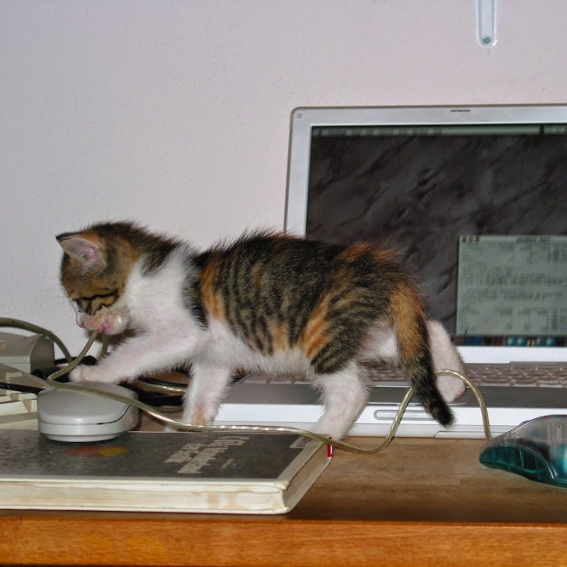 Котенок за компьютером