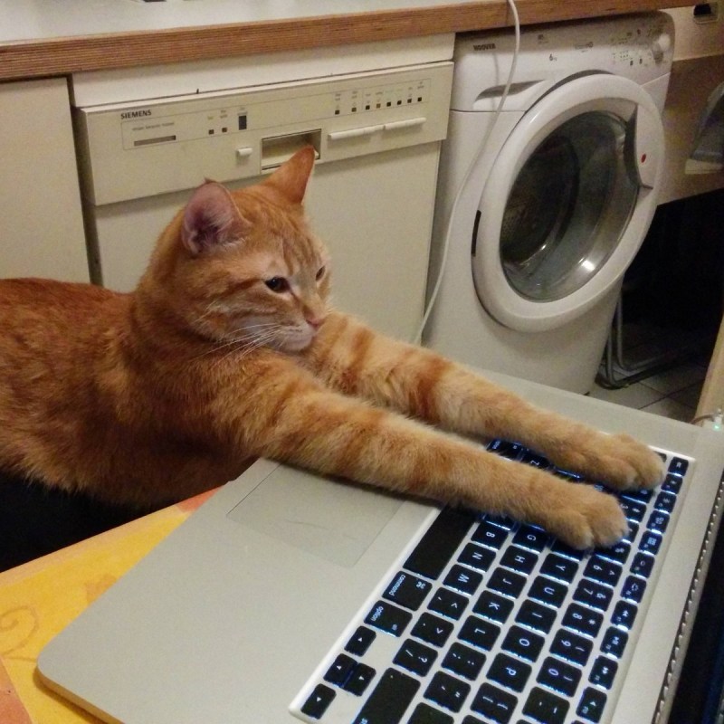Кот за компьютером