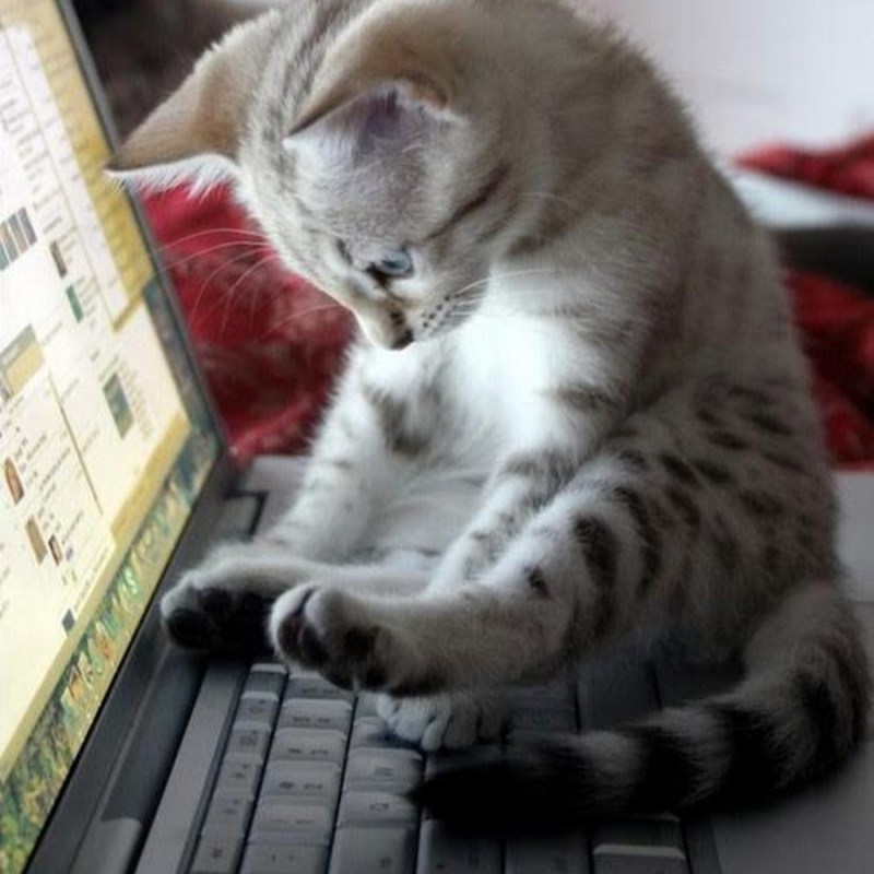 Котенок за ноутбуком