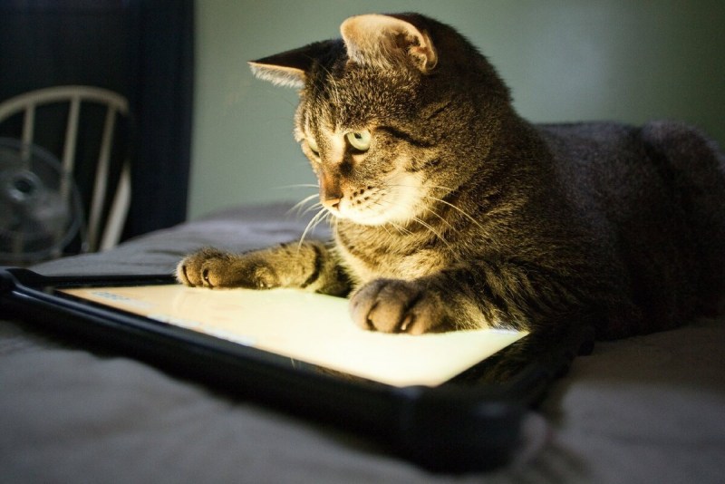 Коты и компьютеры