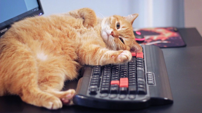 Коты и компьютеры