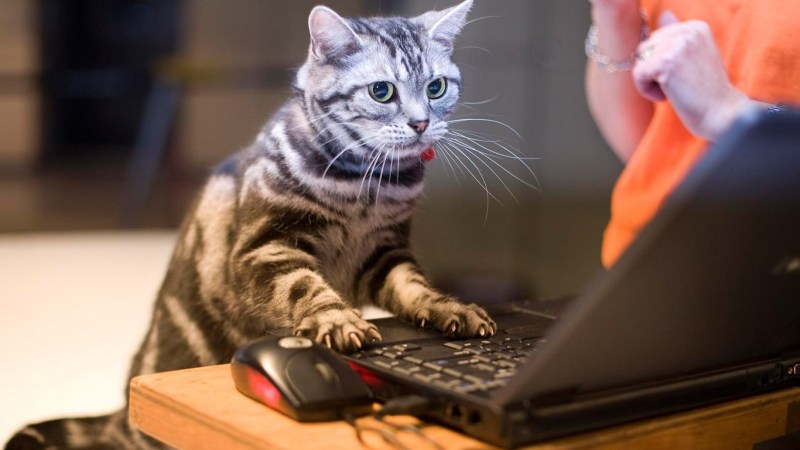 Котенок и компьютер