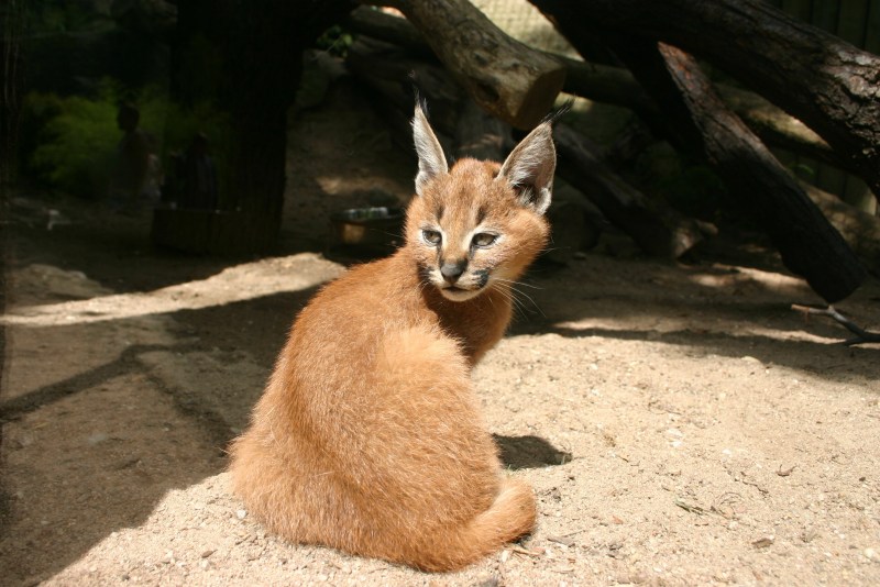 Кот породы каракал