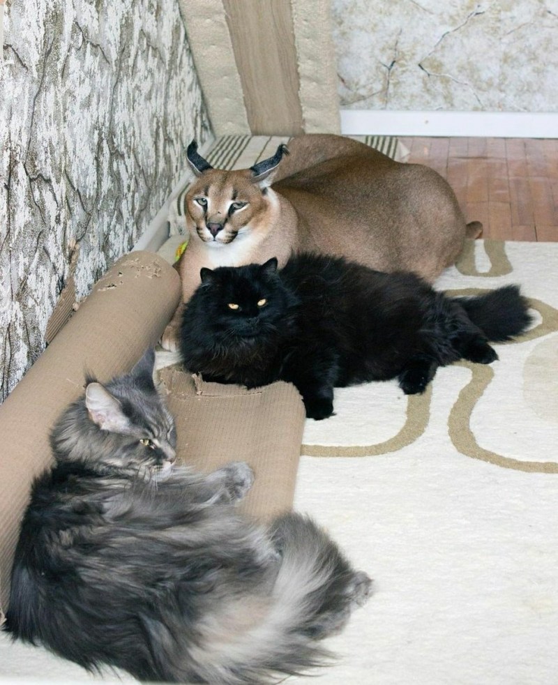 Дикий кот каракал