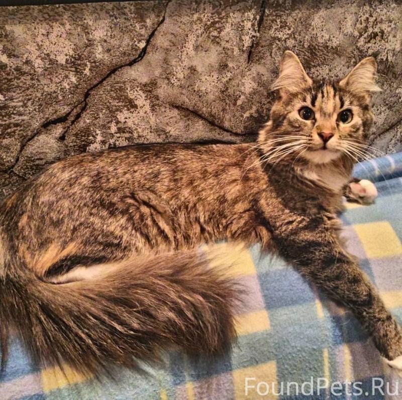 Кошка Бенская Петрозаводск