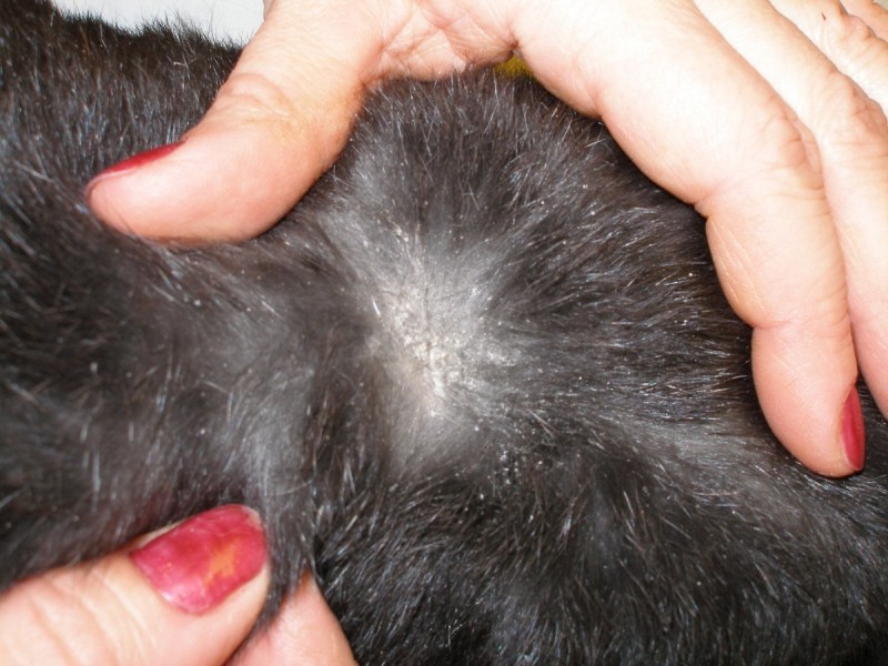 Нотоэдроз у кошек: причины возникновения, симптомы, диагностика, лечение