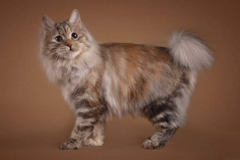 Коты курильскийбобтел