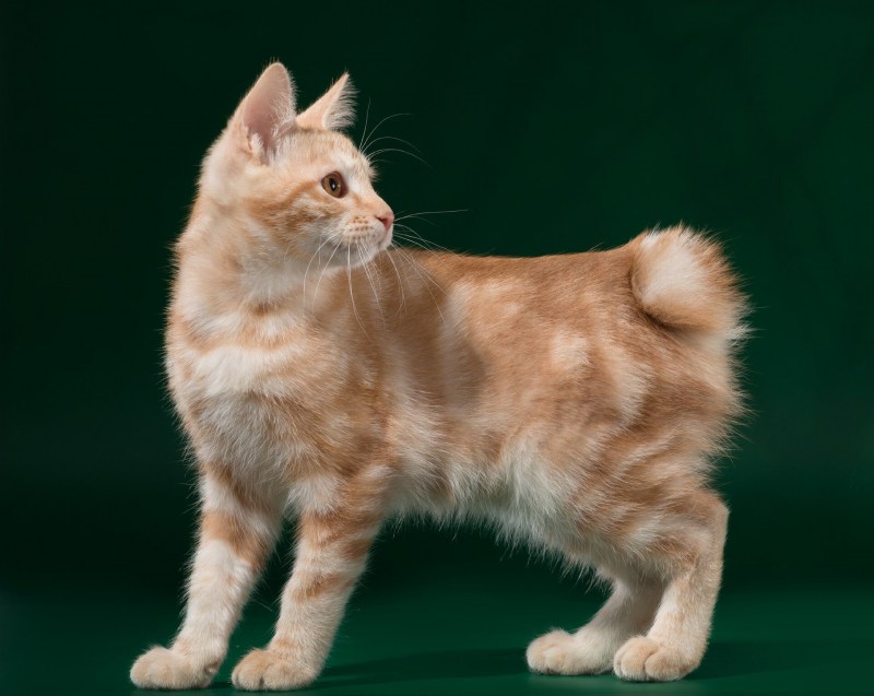 Кот Курильский бобтейл