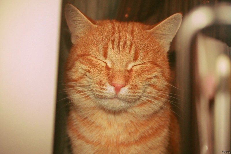 Смешные рыжие коты