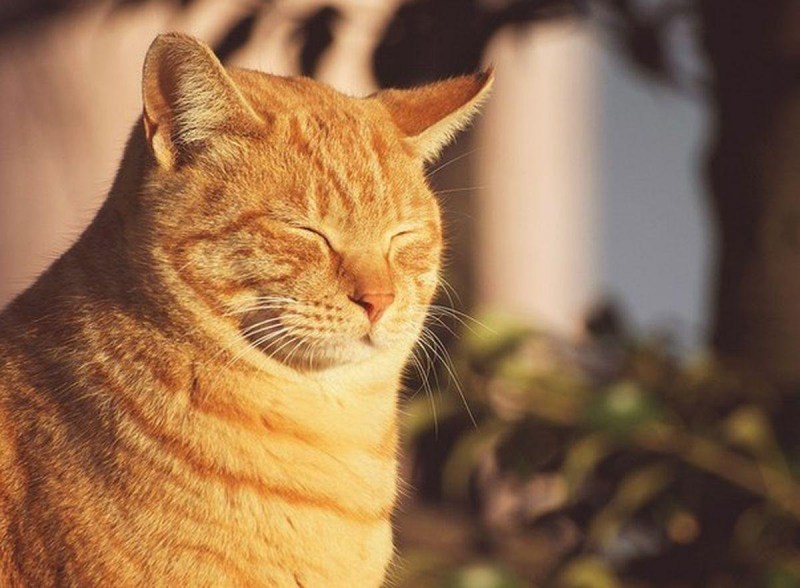 Кот жмурится на солнце