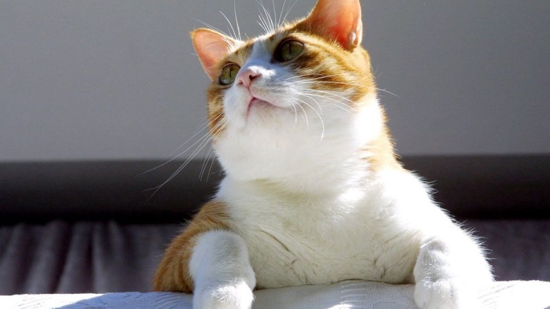 Смешной рыжий кот