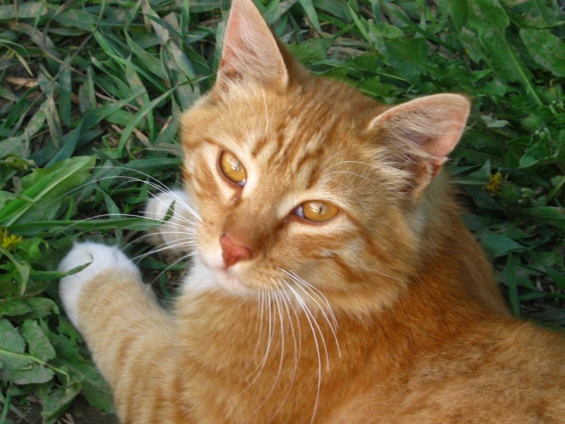Рыжий кот красавец