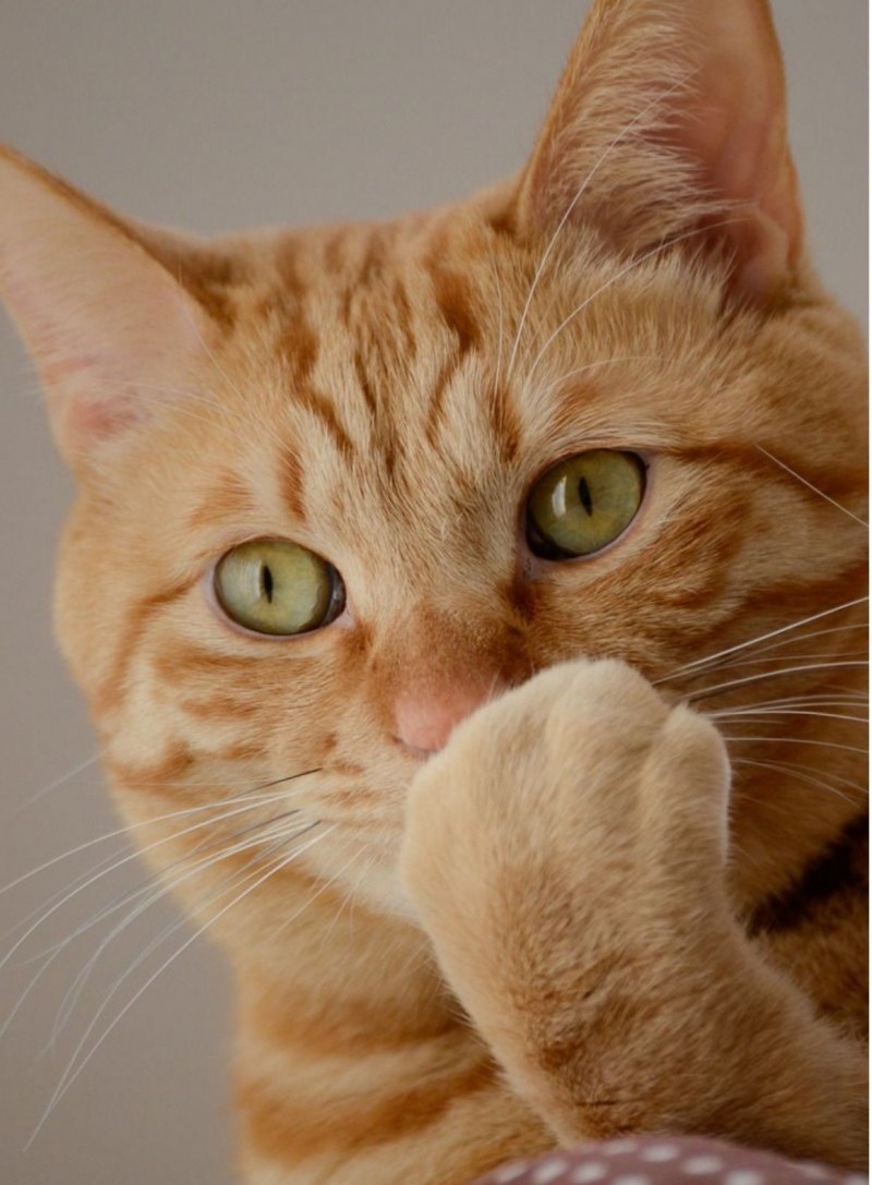 Tabby Cat рыжий