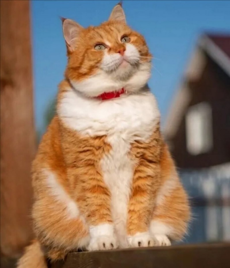 Толстые рыжие коты