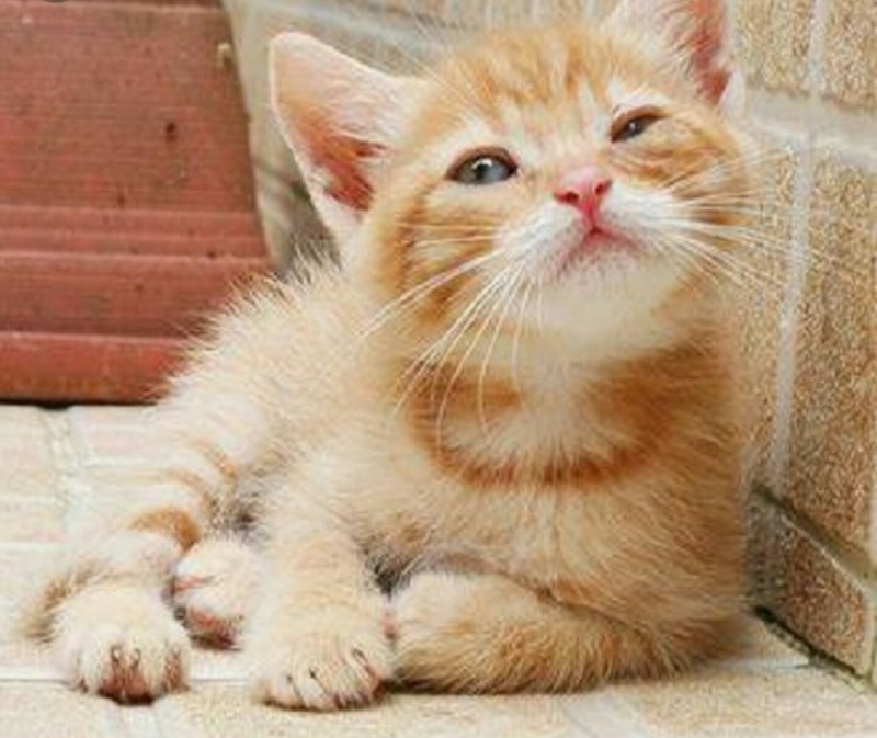 Довольный котенок