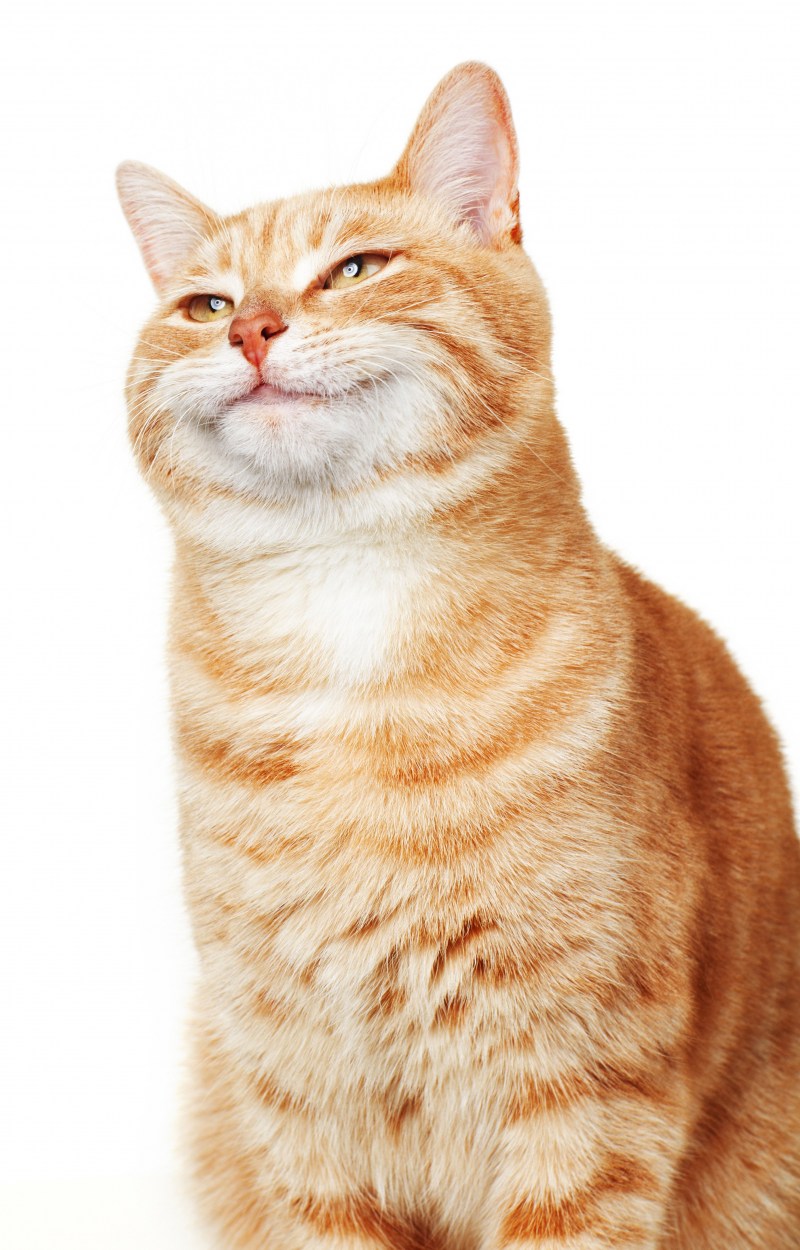 Рыжий кот улыбается