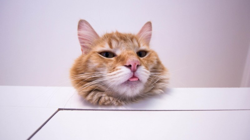 Морда кота выглядывает
