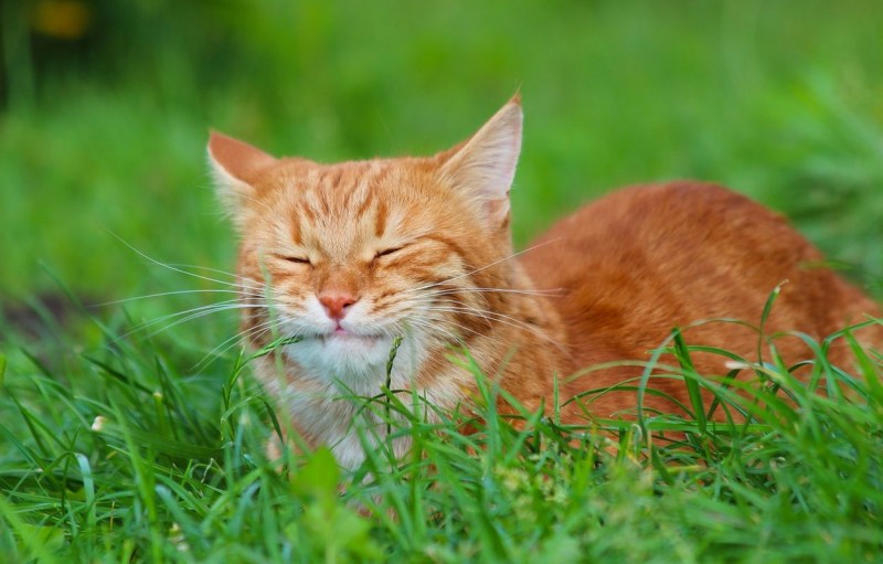 Рыжий котик