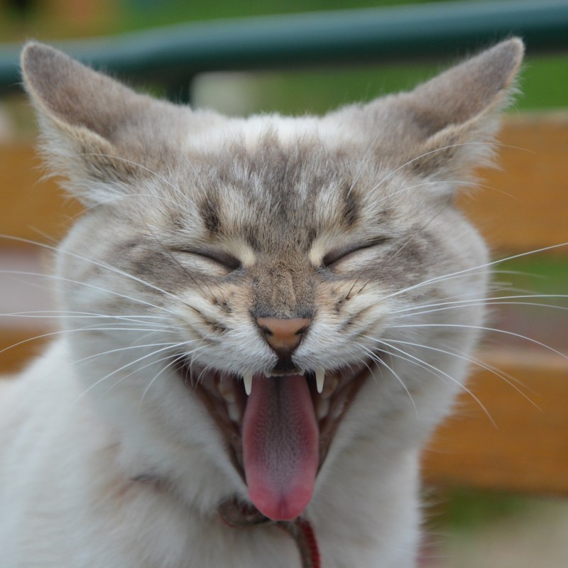 Котик с высунутым языком