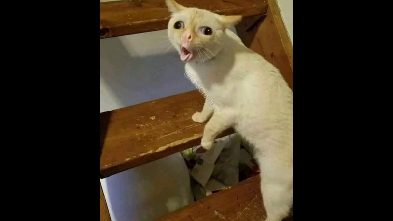 Кашляющий кот Мем
