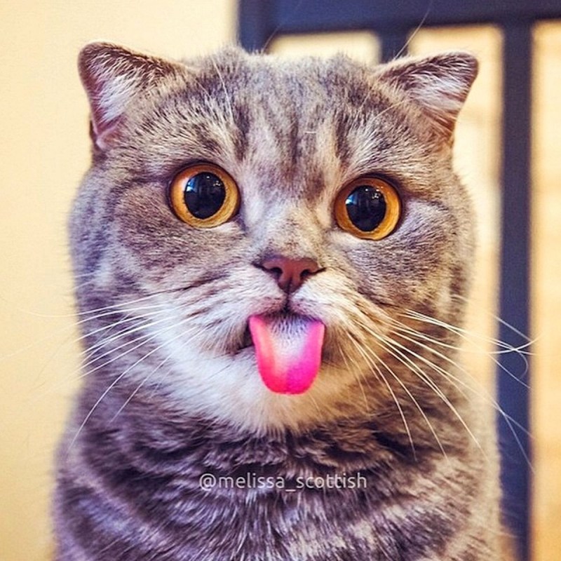 Кошка показывает язык