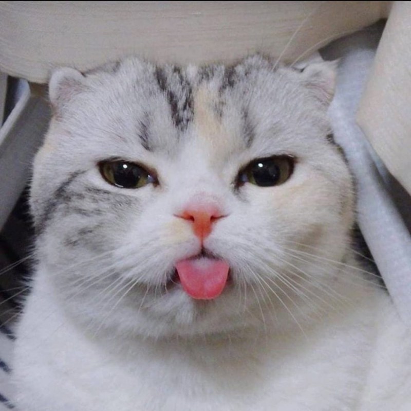 Белый кот с высунутым языком