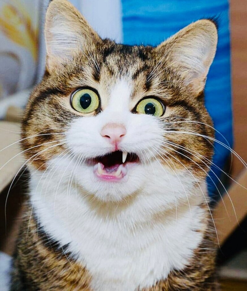 Удивленный кот