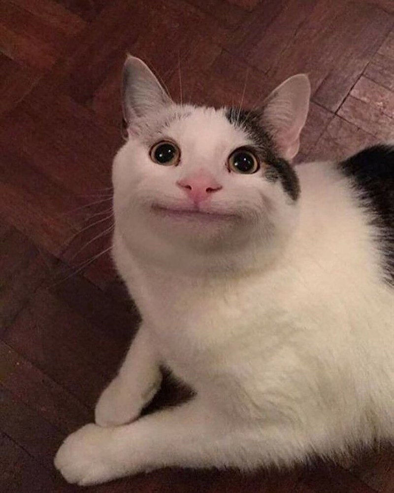 Непонимающий кот
