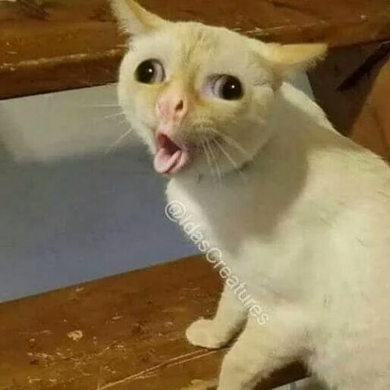Кота тошнит Мем