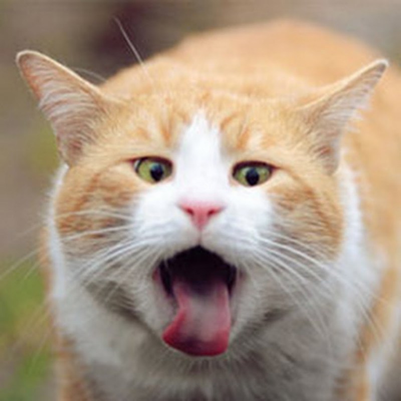Смешные коты на рабочий стол