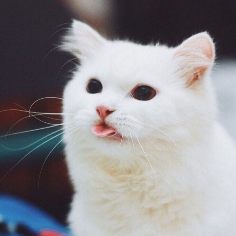 Белая кошка с высунутым языком