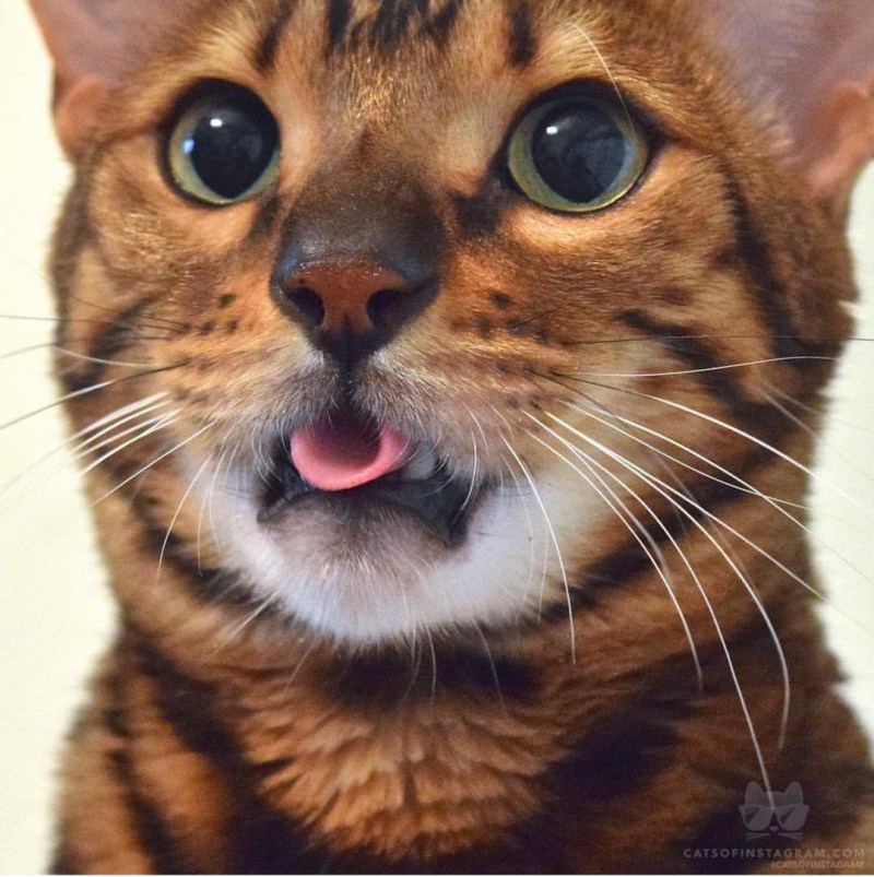 Кошка с вытянутым языком