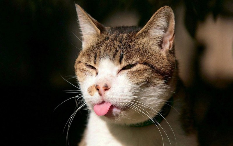 Смешной кот