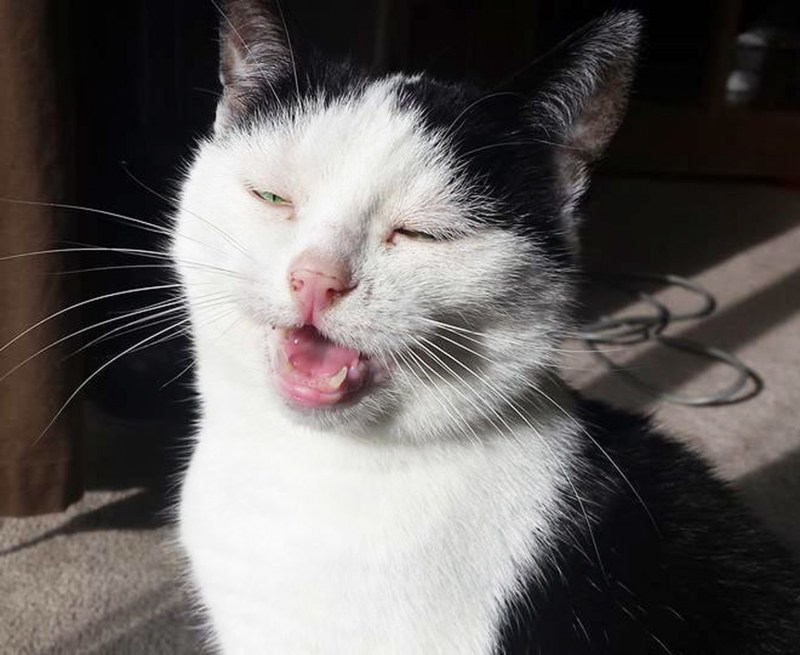 Кот чихнул