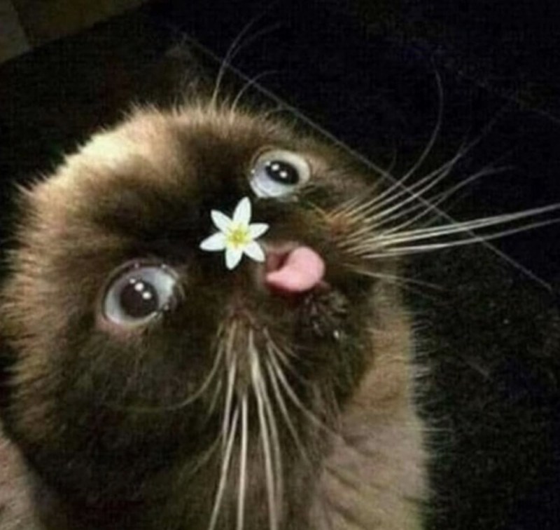Кот Мем
